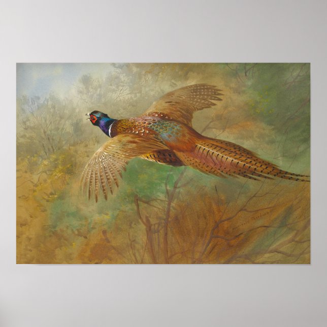 Poster Archibald Thorburn faisan volant CC0087 (Devant)
