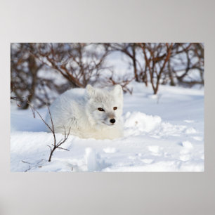 Poster Arctic Fox in winter