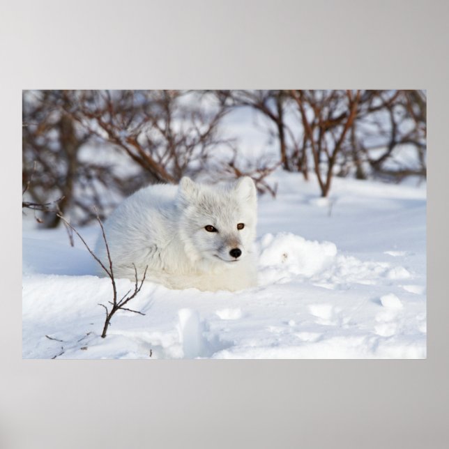 Poster Arctic Fox in winter (Devant)