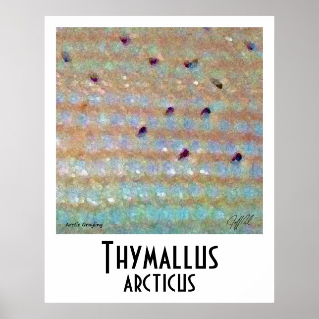 Poster Arctic Grayy (Devant)