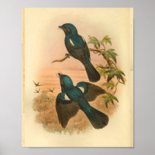 Poster Arfak Drongo Blue Vintage Cat Bird Print