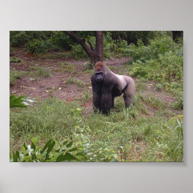 Poster Argent arrière (Devant)