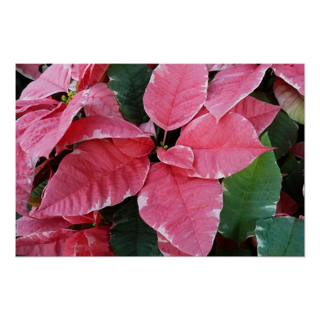 Poster Argent Star Marbre Poinsettias Pink Holiday Floral (Devant)