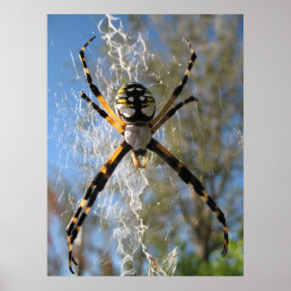 Poster Argiope