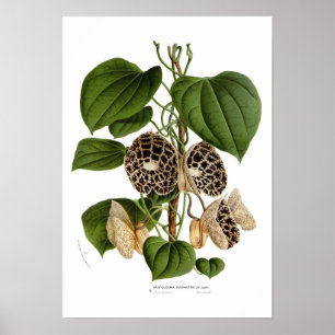 Poster Aristolochia duchartrei