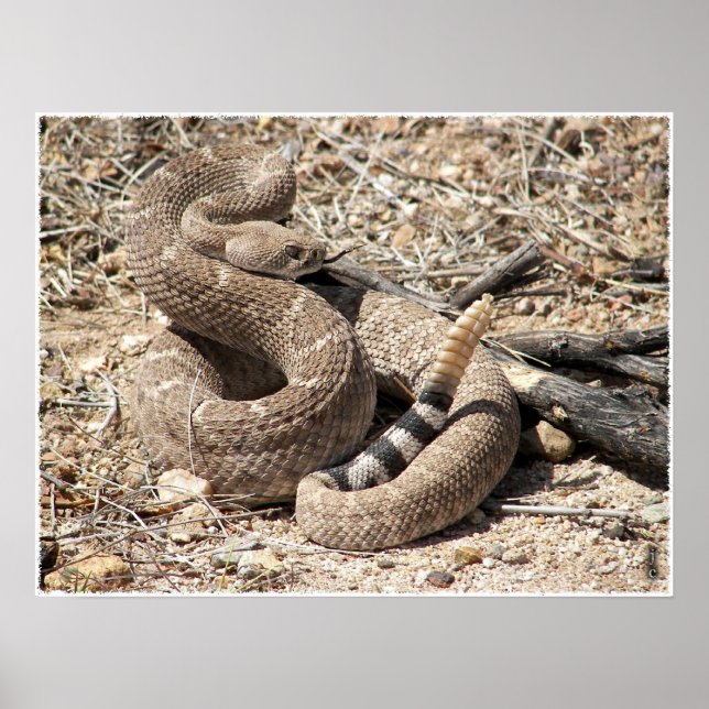 Poster Arizona Western Diamondback Rattlesnake (Devant)
