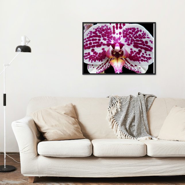 Poster Arlequin Moth Orchid Photo Glossy (In Situ)
