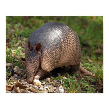 Poster Armadillo