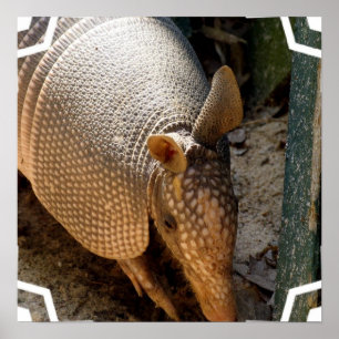 Poster Armadillo