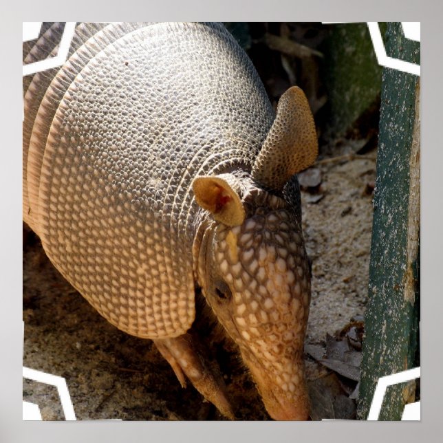 Poster Armadillo (Devant)