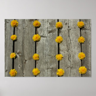 Poster Arrière - plan Dandelions