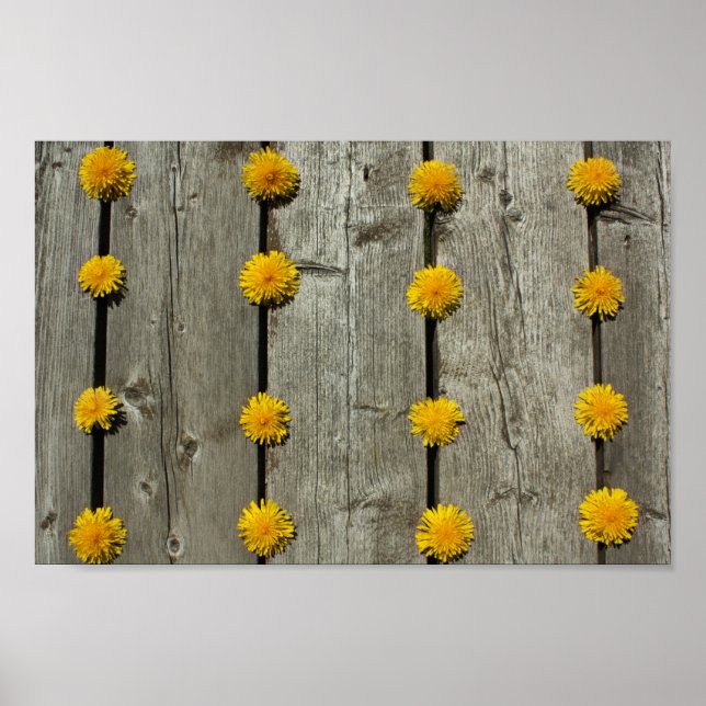 Poster Arrière - plan Dandelions (Devant)
