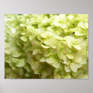 Poster Arrière - plan de fleurs d'Hydrangea blanches
