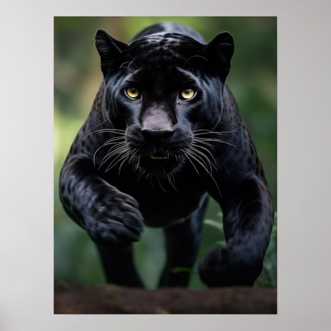 Poster Art Black Leopard (Devant)