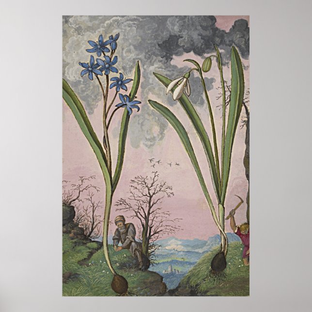 Poster Art botanique antique Snowdrop (Devant)
