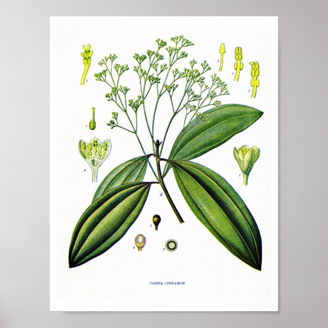 Poster Art botanique : Illustration du Plante de cannelle (Devant)