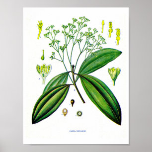 Poster Art botanique : Illustration d'usine de cannelle