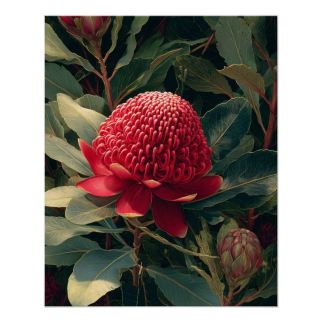 Poster Art botanique vintage Red Waratah (Devant)