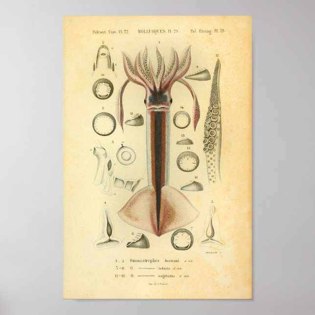 Poster Art couleur Neon Flying Squid vintage 1845 Imprime (Devant)