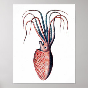 Poster Art de créature de mer de céphalopode de