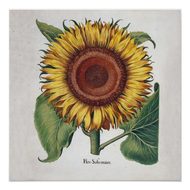 Poster Art de fleur de damas vintage tournesol (Devant)