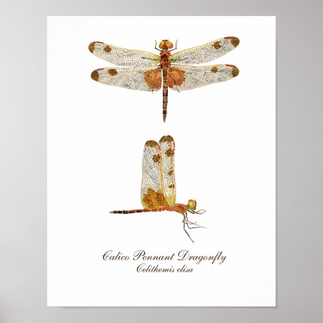 Poster Art de la libellule de Calico Pennant (Devant)
