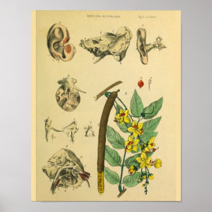 Poster Art de l'anatomie du Plante médical de l'oreille
