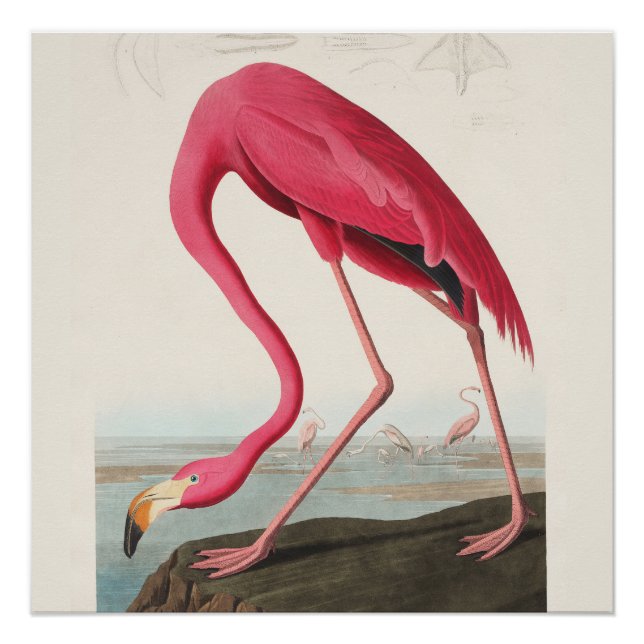 Poster Art Flamant rose rose (Devant)