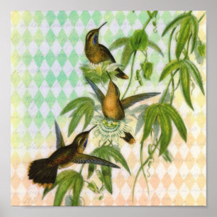 Poster Art numérique de colibri