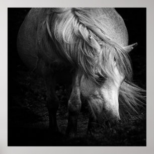 Poster Art Pony Head et Mane print