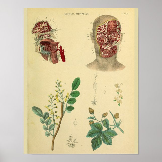 Poster Artères Visage Médicaux Plantes Anatomie Art Impri (Devant)