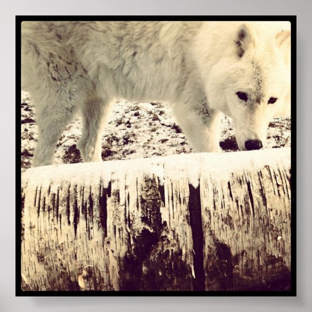 Poster Arthur le loup (Devant)