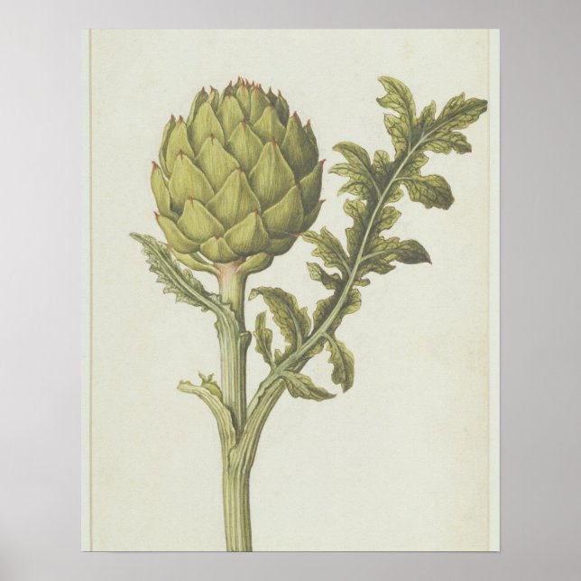 Poster Artichoke : Cynara scolymus, c.1568 (Devant)