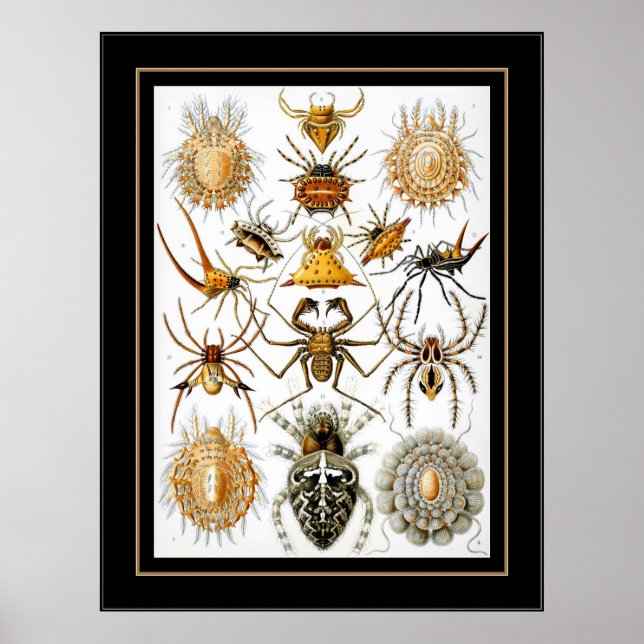 Poster Artiste Vintage Ernst Haeckel Arachnida (Devant)