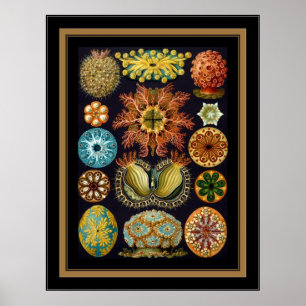 Poster Artiste Vintage Ernst Haeckel Ascidiae