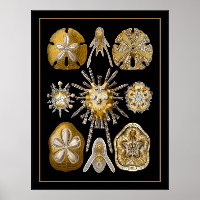 Poster Artiste Vintage Ernst Haeckel Echinoidea (Devant)