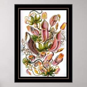Poster Artiste Vintage Ernst Haeckel Nepenthaceae