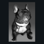 Poster Artistic Photography of A French Bulldog Smile<br><div class="desc">Dozer the French Bulldog shows off his award winning smile for everyone to enjoy. Owned and loved by artist Julie W Farrell. Photo Copyright Julie Farrell. This great French Bulldog Dog Breed Design is just one of the many great products offered for dog breeds in this style of illustration! This...</div>