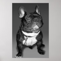 Artistic Photography of A French Bulldog Smile