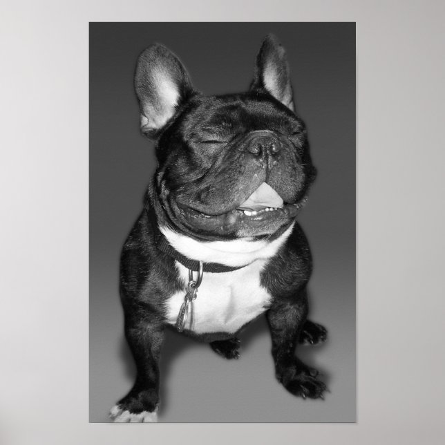 Poster Artistic Photography of A French Bulldog Smile (Devant)