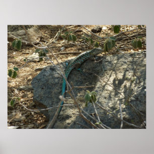 Poster Aruba Whiptail Lizard Photographie d'animaux tropi