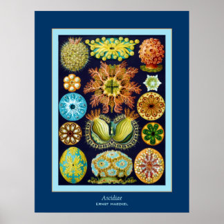 Poster Ascidiae ~ Ernst Haeckel