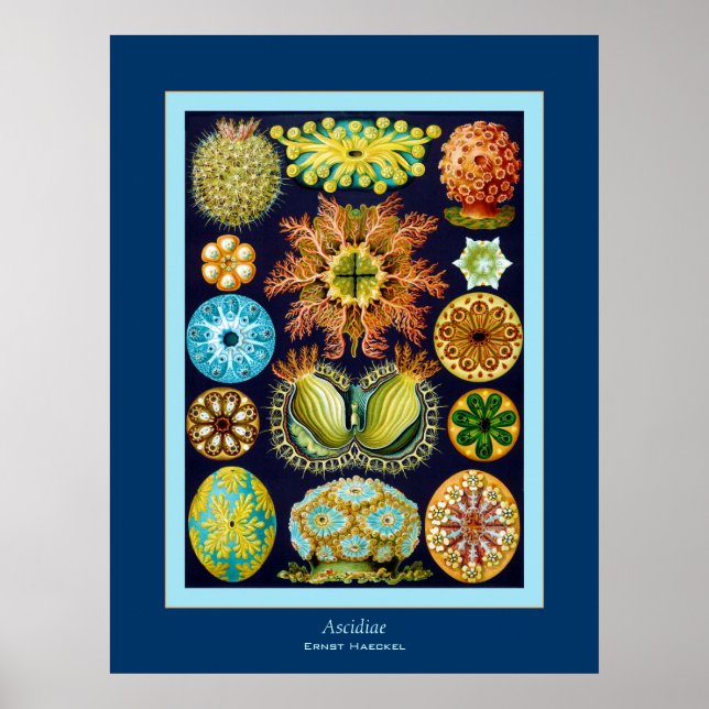 Poster Ascidiae ~ Ernst Haeckel (Devant)