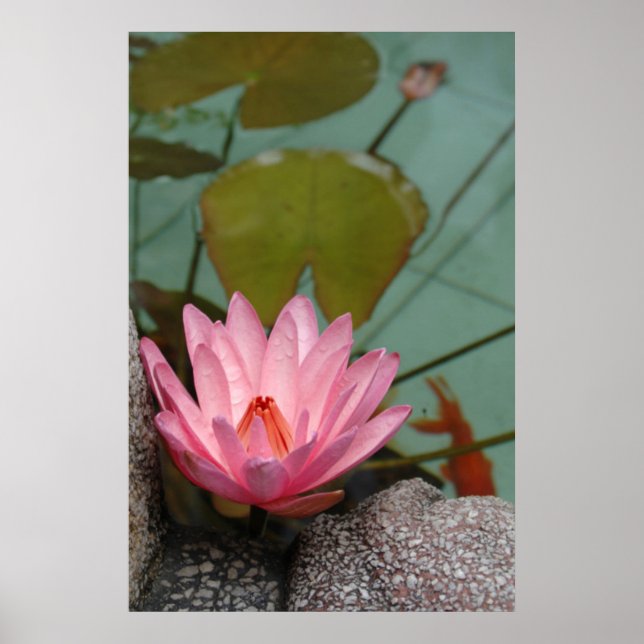 Poster Asie, Vietnam. Lys d'eau dans un étang de temple (Devant)