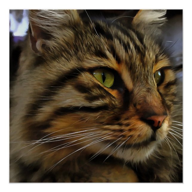 Poster Aslan Le Long Haired Tabby Cat (Devant)