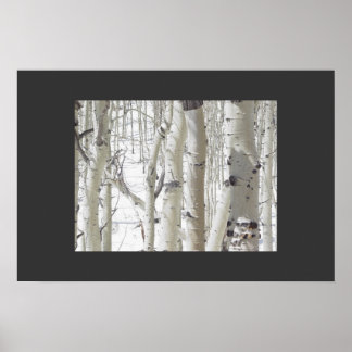 Poster Aspens Close-Up