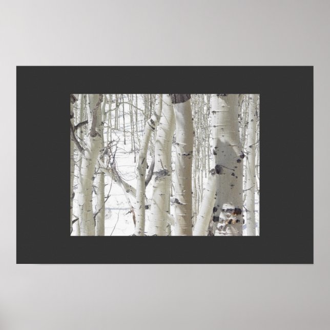 Poster Aspens Close-Up (Devant)