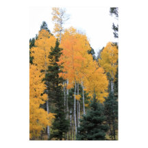 Aspens en Pins de Taos