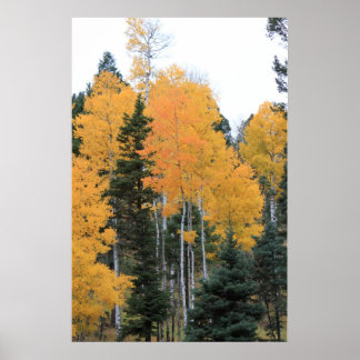 Poster Aspens en Pins de Taos