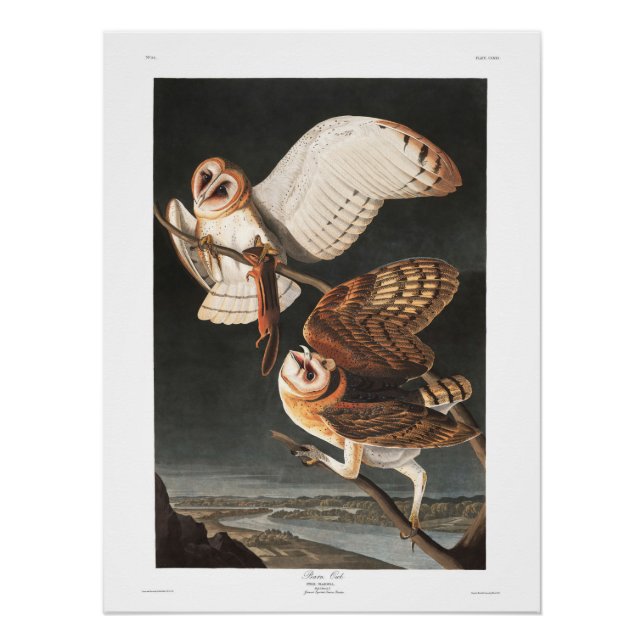 Poster Assiette Audubon 171 Chouette (Devant)